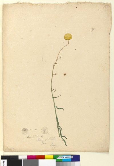 Page 127. Craspedia - John William Lewin