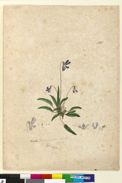 Page 128. Viola betonicifolia - John William Lewin