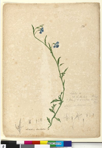 Page 130. Lobelia hostataLobelia gracilis - John William Lewin