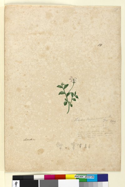 Page 131. Lobelia purpurascens - John William Lewin