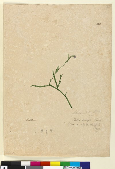 Page 132. Lobelia alata - John William Lewin