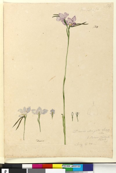 Page 134. Diuris elongata - John William Lewin