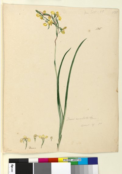 Page 135. Diuris maculata - John William Lewin