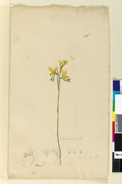 Page 136. Diuris aurea - John William Lewin