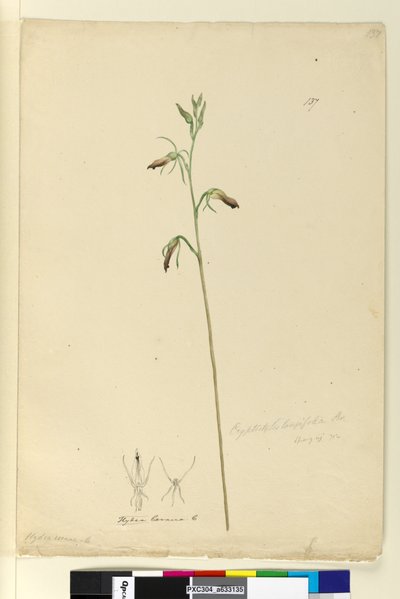 Page 137. Cryptostylis longifolia - John William Lewin