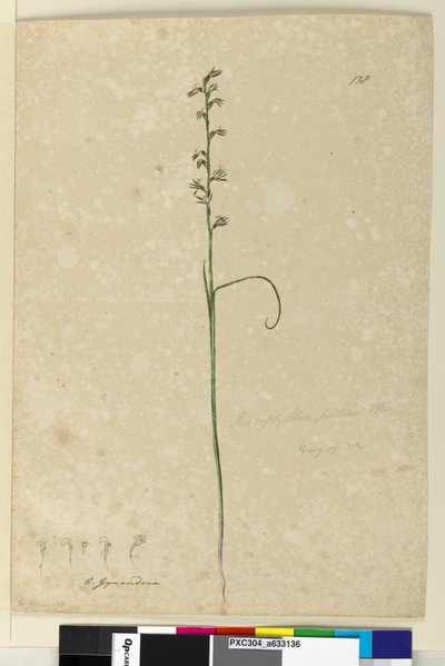 Page 138. Prasophyllum patens - John William Lewin
