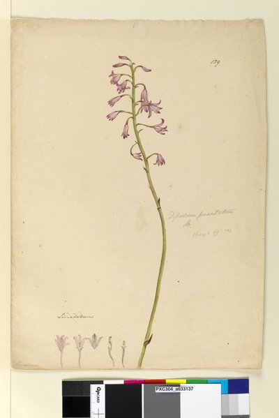Page 139. Dipodium punctatum - John William Lewin