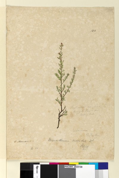 Page 142. Phyllanthus rivularis - John William Lewin