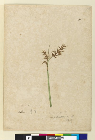 Page 143. Lepidosperma - John William Lewin