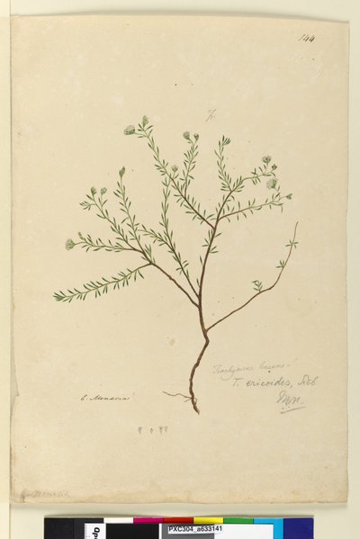 Page 144. Trachymene linearis - John William Lewin