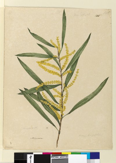Page 145. Acacia longifolia - John William Lewin