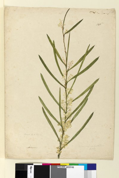 Page 146. Acacia suaveolens - John William Lewin