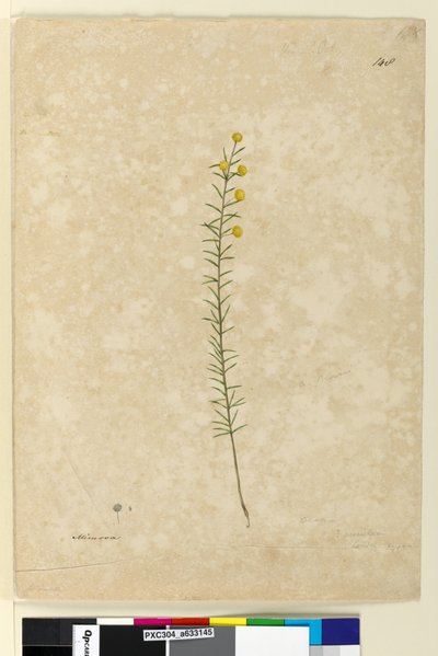 Page 148. Acacia aciculares, c.1803-06 - John William Lewin