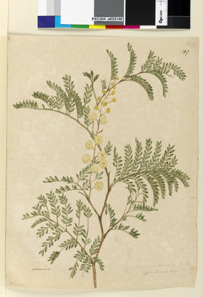 Page 149. Acacia discolor Acacia terminalis - John William Lewin