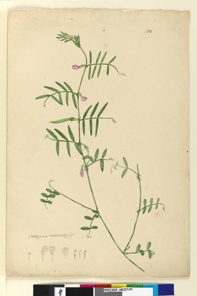 Page 150. Lathyrus - John William Lewin