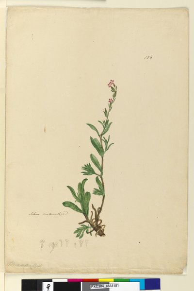 Page 154. Silene naturalized - John William Lewin