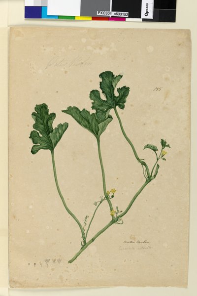 Page 155. Pastèque - John William Lewin