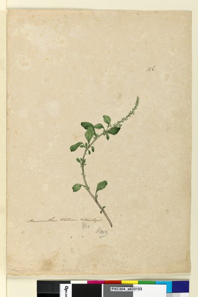 Page 156. Amaranthus Blitum - John William Lewin
