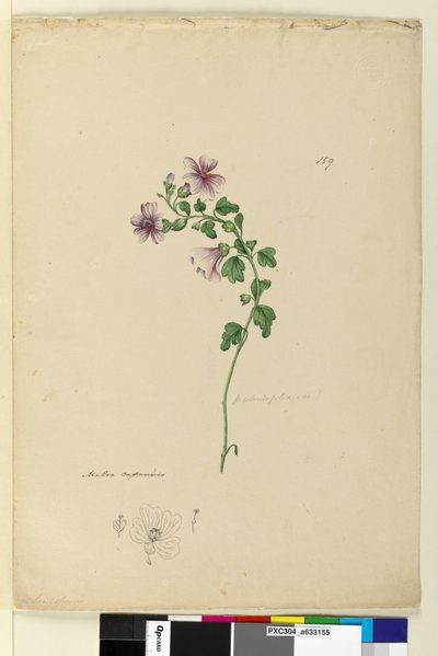 Page 159. Malva capensis - John William Lewin