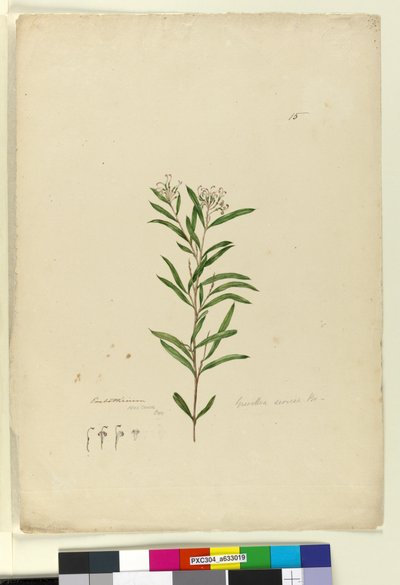 Page 15. Grevillea sericea, c.1803-06 - John William Lewin