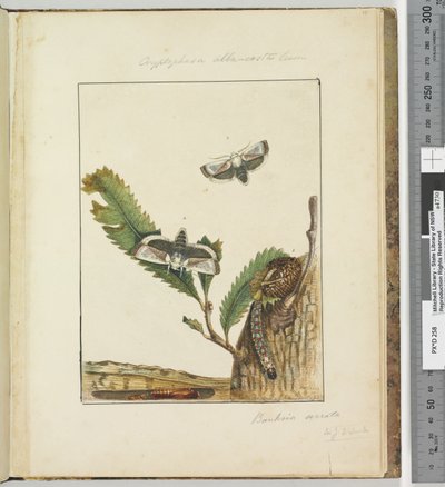 Page 15. Pl.4 Cryptophasa alba, costa Lewin - John William Lewin