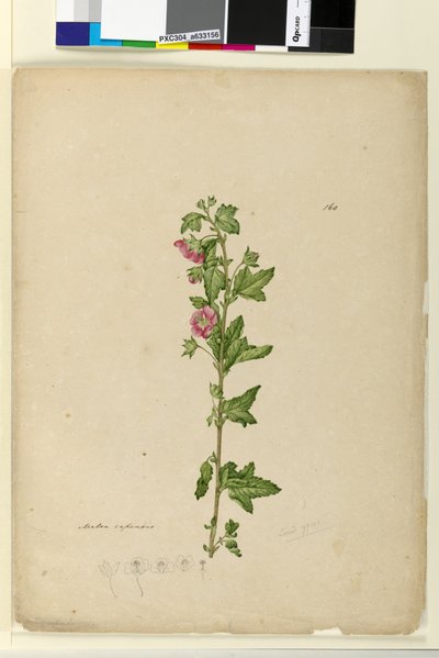 Page 160. Malva capensis - John William Lewin
