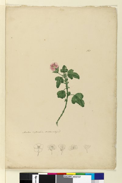 Page 161. Malva capensis - John William Lewin
