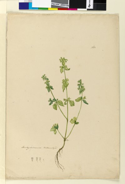 Page 162. Stachys arvensis - John William Lewin