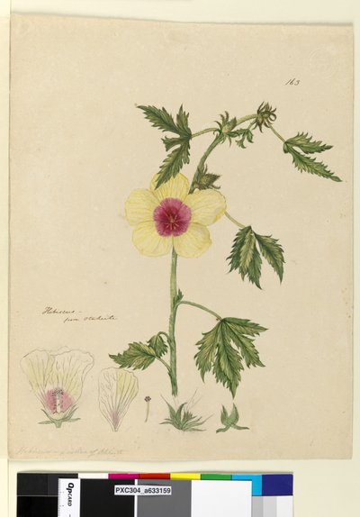Page 163. Hibiscus - John William Lewin