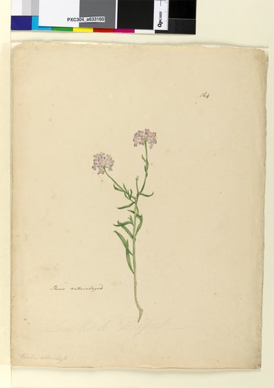 Page 164. Iberis naturalized - John William Lewin