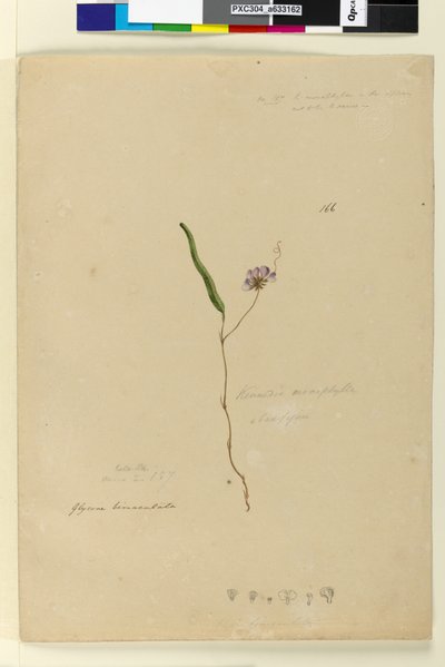 Page 166. Kennedia monophylla Hardenbergia violacea - John William Lewin