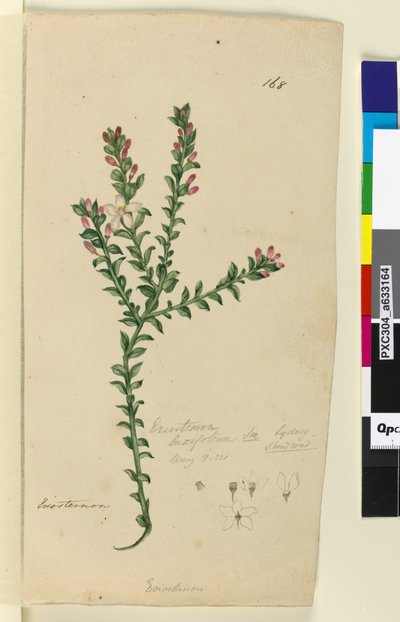 Page 168. Eriostemon buxifolium - John William Lewin