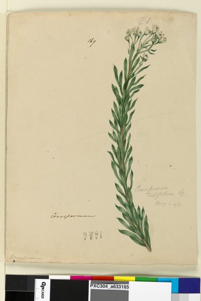 Page 169. Conospermum taxifolium - John William Lewin