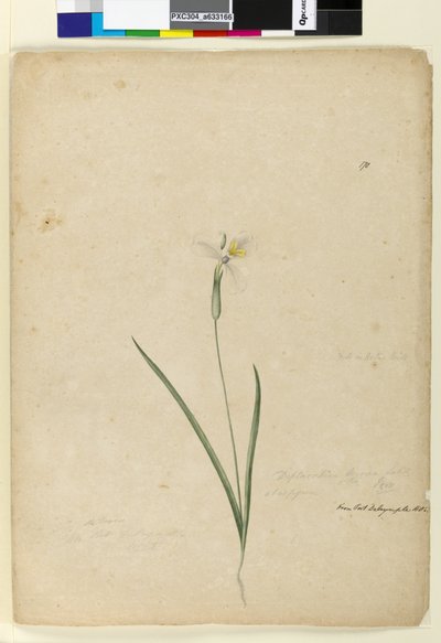 Page 170. Diplarrhena moraea, c.1803-06 - John William Lewin