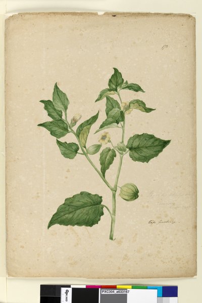 Page 172. Physalis edulis - John William Lewin