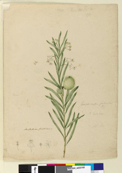 Page 173. Asclepias fruticosa, c.1803-06 - John William Lewin