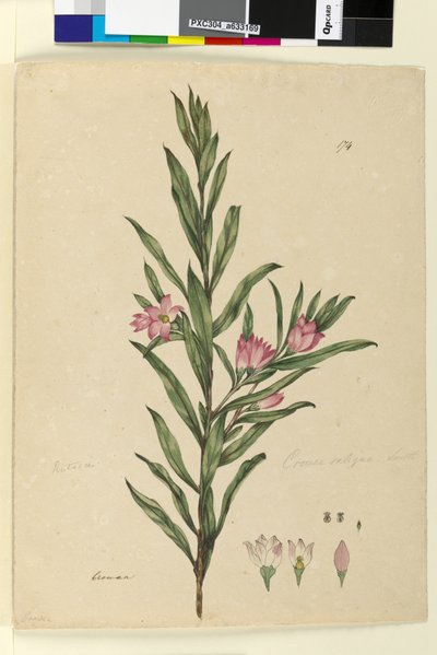Page 174. Crowea saligna - John William Lewin