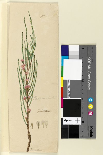 Page 175. Casuarina stricta Allocasuarina verticillata - John William Lewin