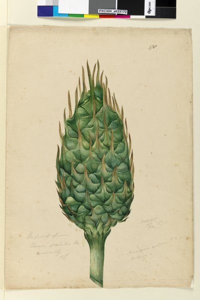 Page 178. Le fruit de Zamia spiralis - John William Lewin