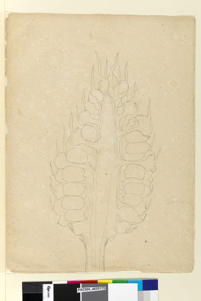 Page 178a. Zamia - John William Lewin