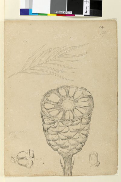 Page 178b. Spiralis - John William Lewin
