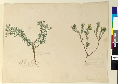 Page 179. Gompholobium; 180. Poranthera ericafolia - John William Lewin