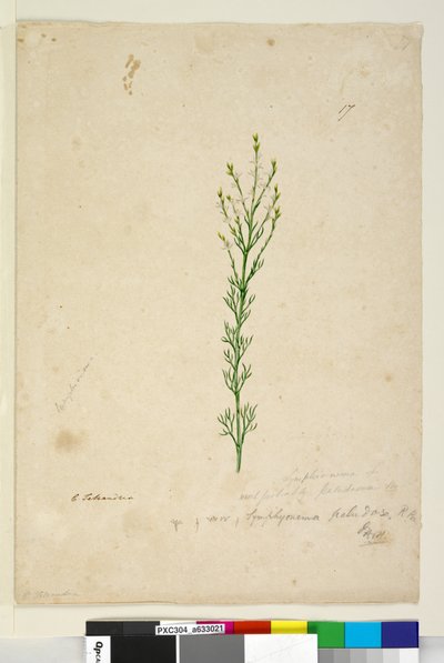 Page 17. Symphionema paludosum, c.1803-06 - John William Lewin