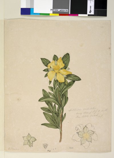 Page 181. Hibbertia volubilis Hibbertia scandens - John William Lewin
