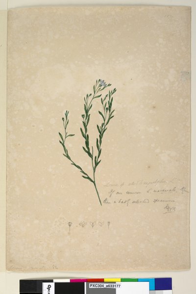 Page 182. Linum sp allié à augustifolium - John William Lewin