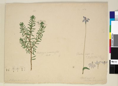 Page 183. Westringia rosmarinifolia Westringia fruiticosa; 184. Glossodia major - John William Lewin
