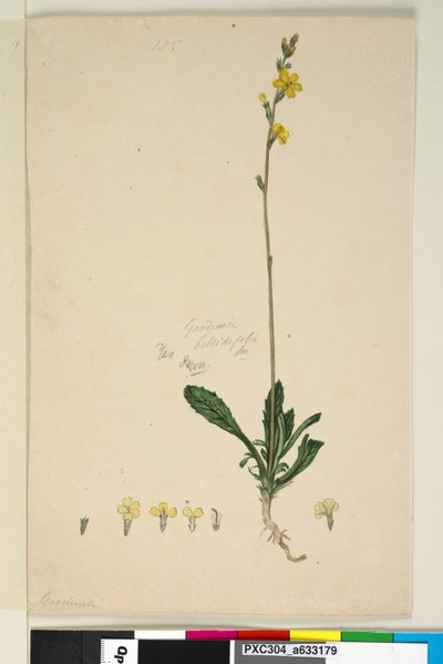 Page 185. Goodenia bellidifolia - John William Lewin