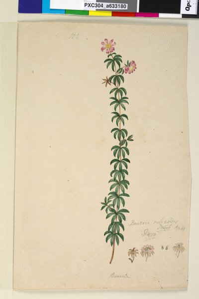 Page 186. Bauera rubioides - John William Lewin