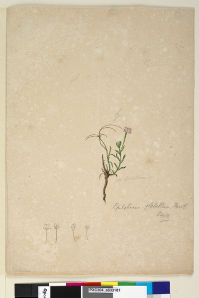 Page 187. Epilobium glabellum - John William Lewin
