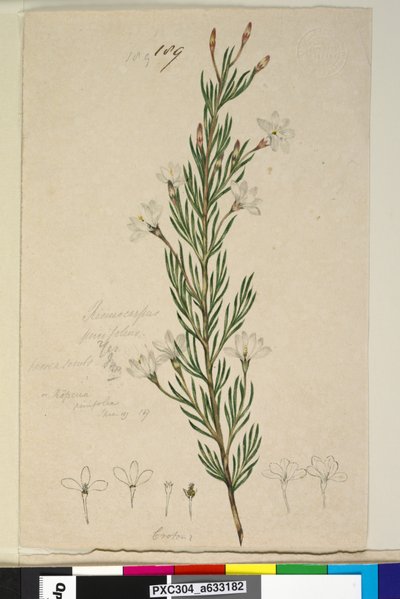 Page 189. Ricinocarpus pinifolius - John William Lewin